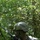 Soldiers of 1-148th Infantry Regiment tackle combat during annual training