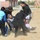 Gobi Wolf 2019