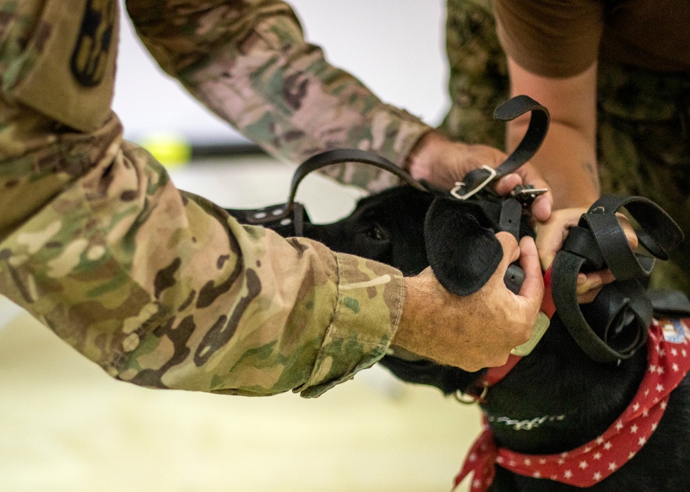 U.S. Army,  Navy and multinational medical personnel participate in MWD cTCCC course during exercise Global MED at Fort McCoy