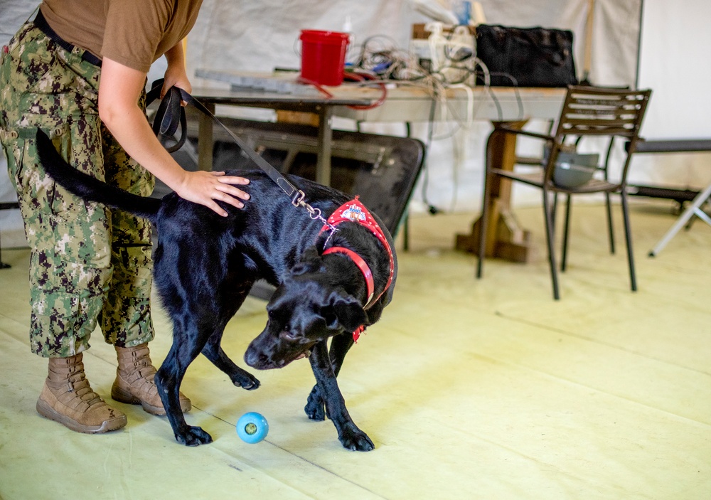 Military Working Dog, Canine Tactical Combat Casualty Care GLOBAL MED 2019