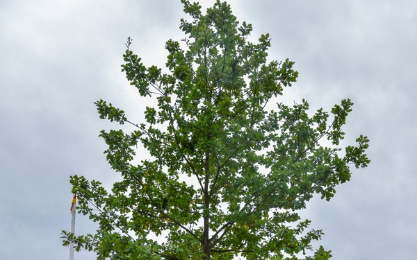 Planting an oak tree- growing community roots