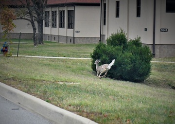 Fort Knox warns drivers of deer collisions, advises to pay attention and slow down