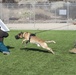 Pendleton Marines conduct canine bite training