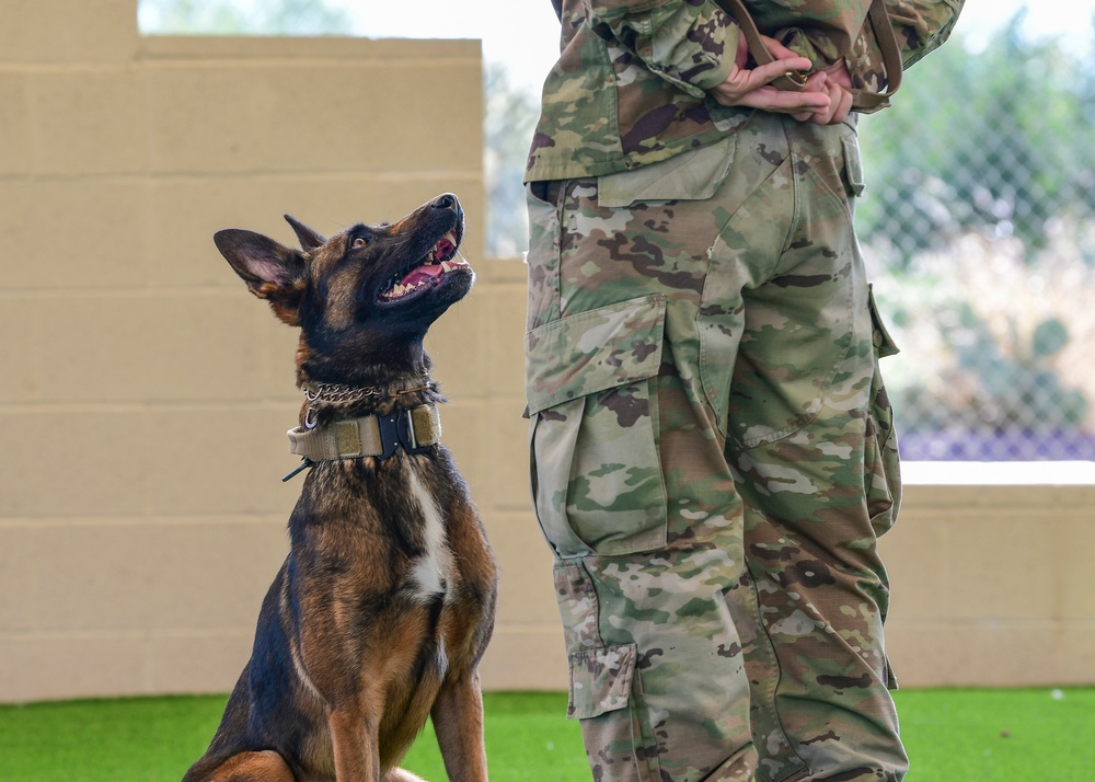 MWD: Welcome to the dog show