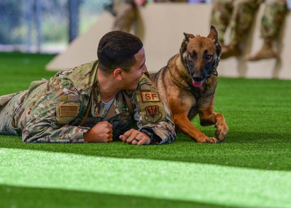 MWD: Welcome to the dog show