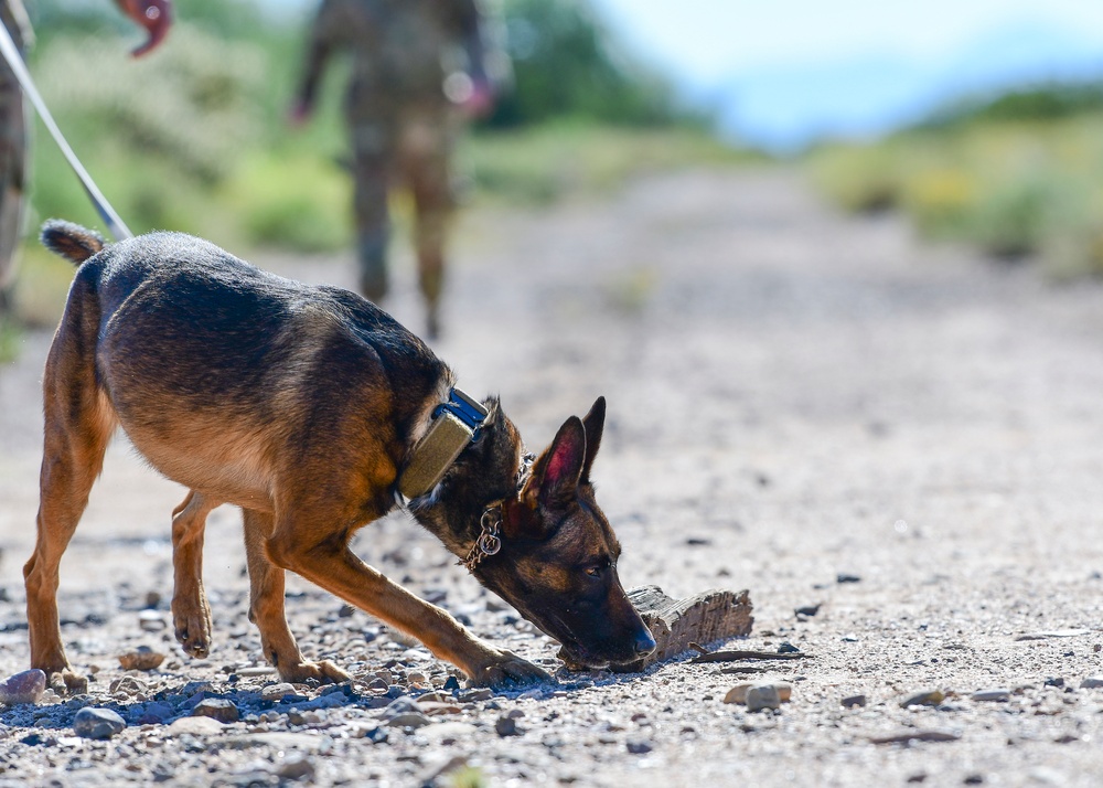 MWD: Welcome to the dog show