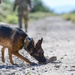 MWD: Welcome to the dog show