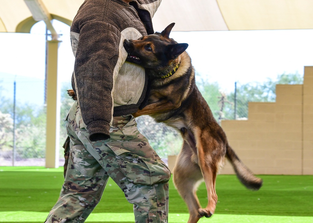 MWD: Welcome to the dog show