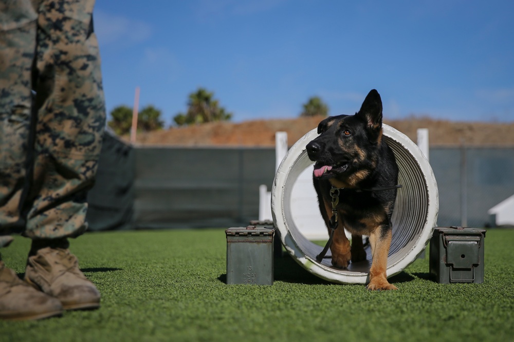 Military Police working dog handlers work on obedience training