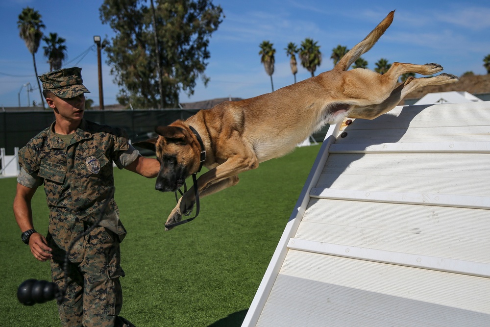 Military Police working dog handlers work on obedience training