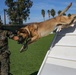 Military Police working dog handlers work on obedience training