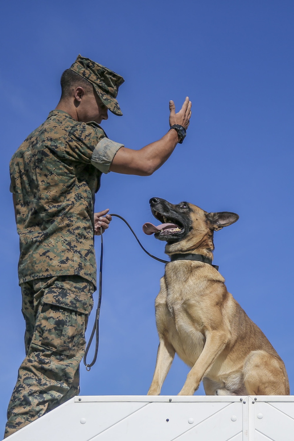 Military Police working dog handlers work on obedience training