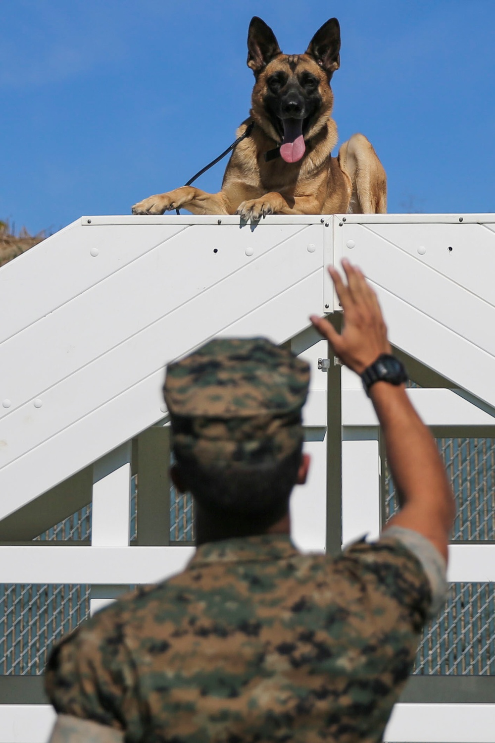 Military Police working dog handlers work on obedience training