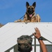 Military Police working dog handlers work on obedience training