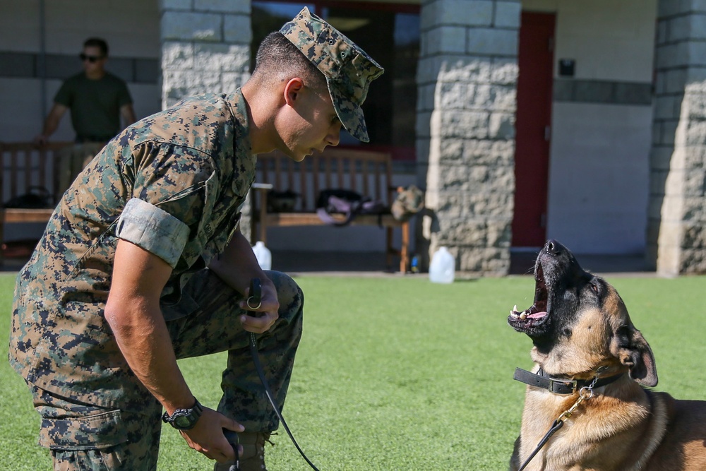 Military Police working dog handlers work on obedience training