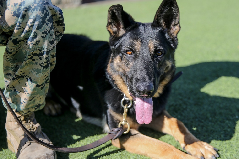 Military Police working dog handlers work on obedience training