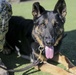 Military Police working dog handlers work on obedience training