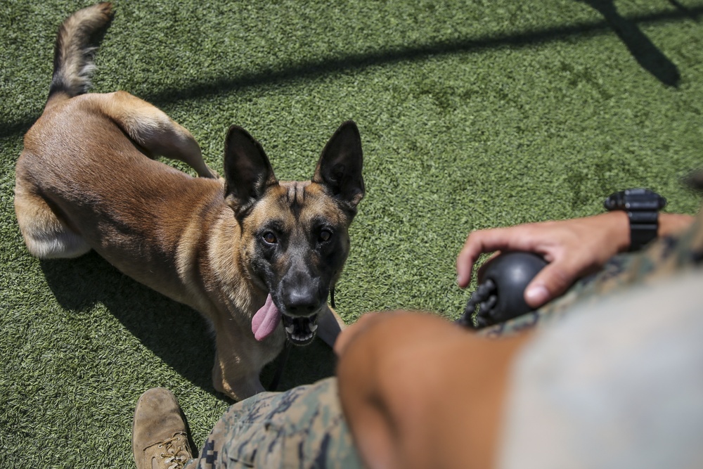 Military Police working dog handlers work on obedience training