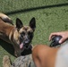 Military Police working dog handlers work on obedience training