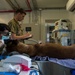 Camp Lemonnier vet services keep military working dogs fit on deployment