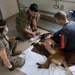 Camp Lemonnier vet services keep military working dogs fit on deployment