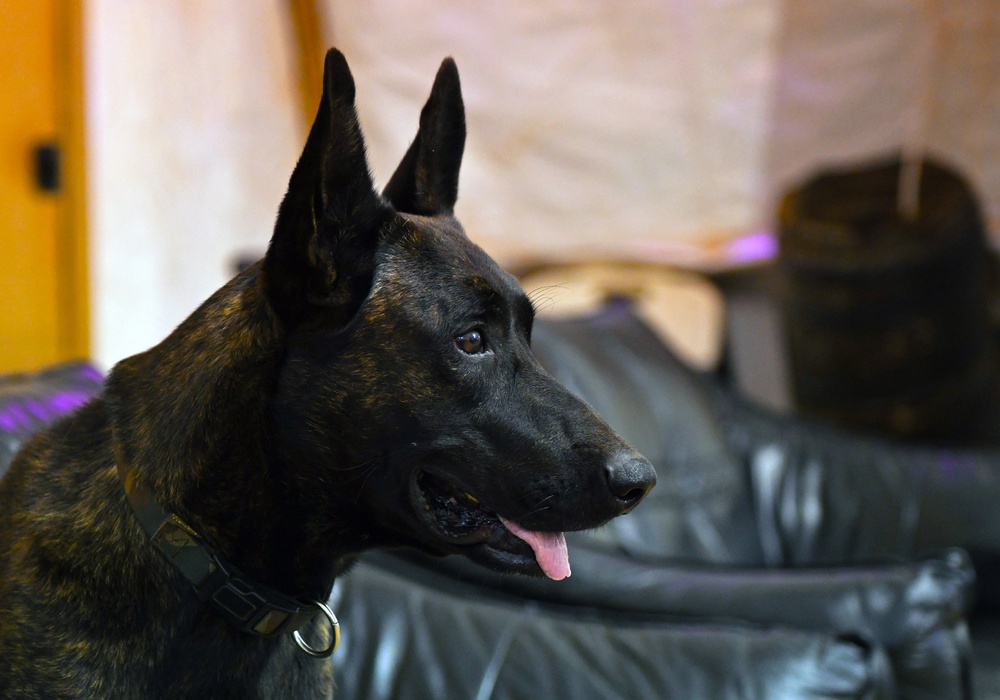 U.S. EOD assists French Forces with MWD detection training