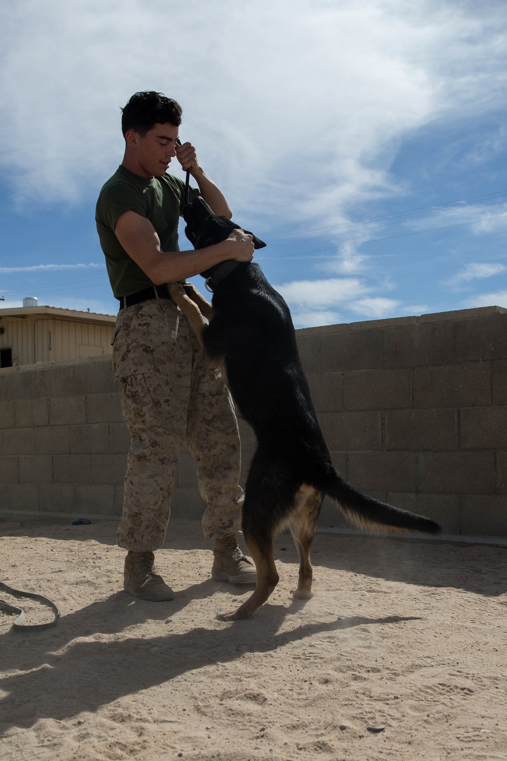 Man's best friend supports 2dMARDIV