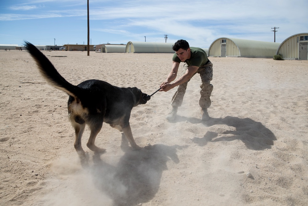 Man's best friend supports 2dMARDIV