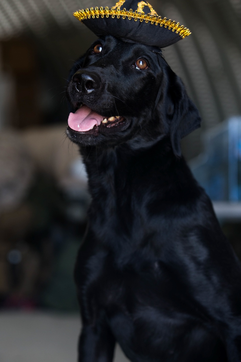 Man's best friend supports 2dMARDIV