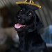 Man's best friend supports 2dMARDIV