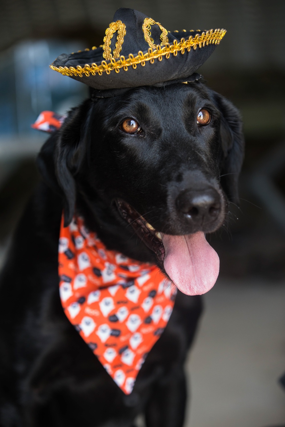 Man's best friend supports 2dMARDIV