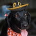 Man's best friend supports 2dMARDIV