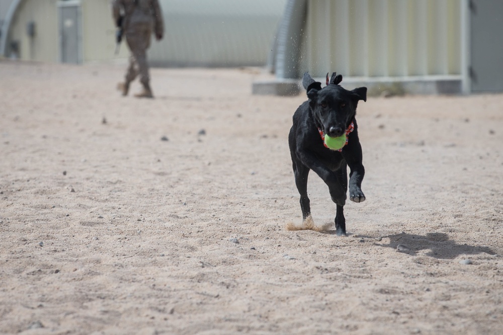 Man's best friend supports 2dMARDIV