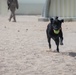 Man's best friend supports 2dMARDIV