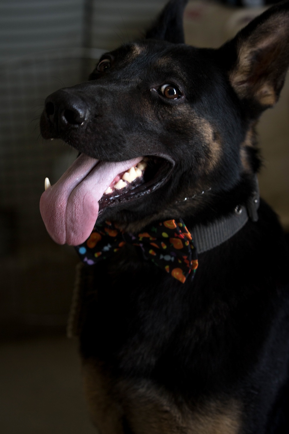 Man's best friend supports 2dMARDIV