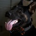 Man's best friend supports 2dMARDIV
