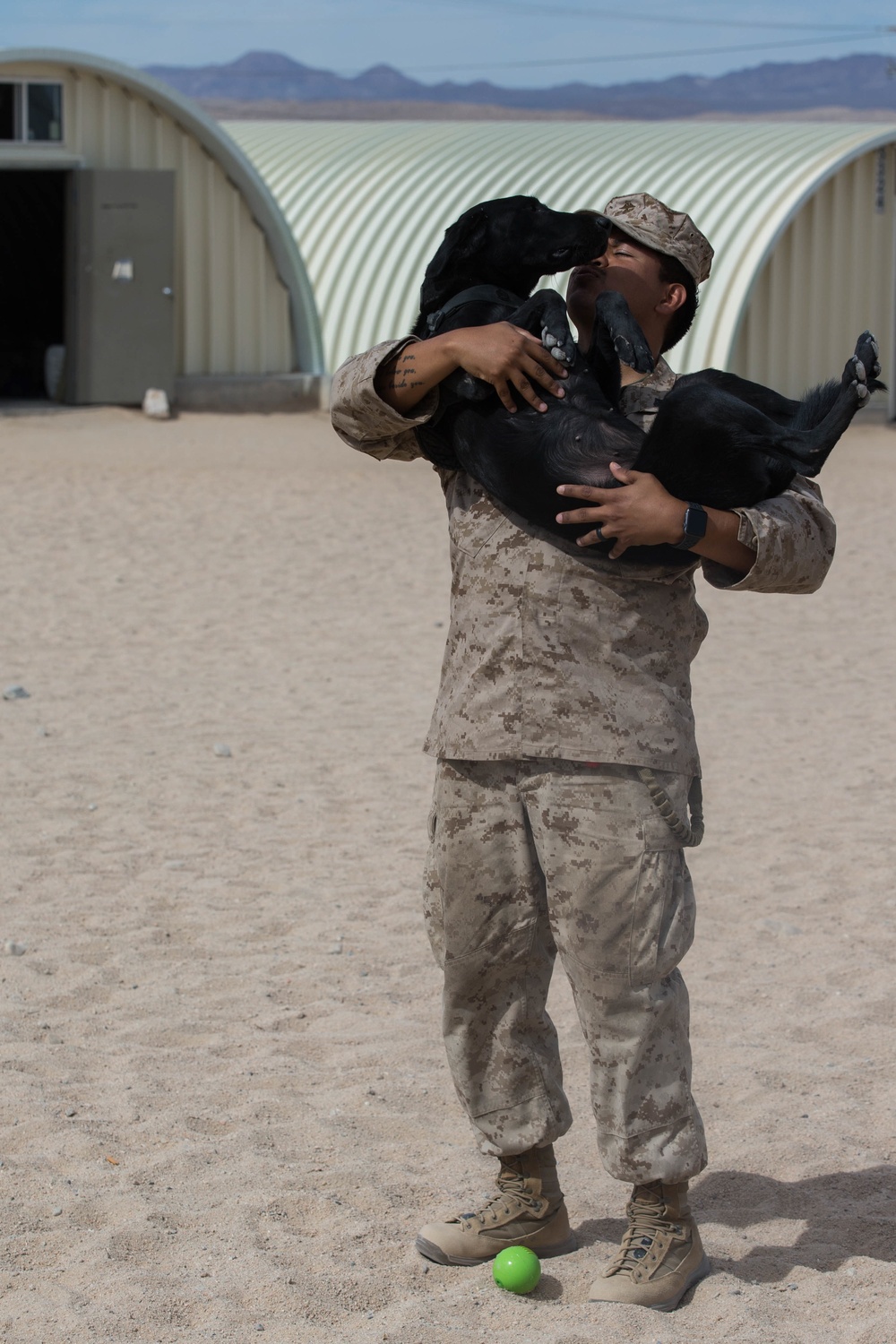 Man's best friend supports 2dMARDIV