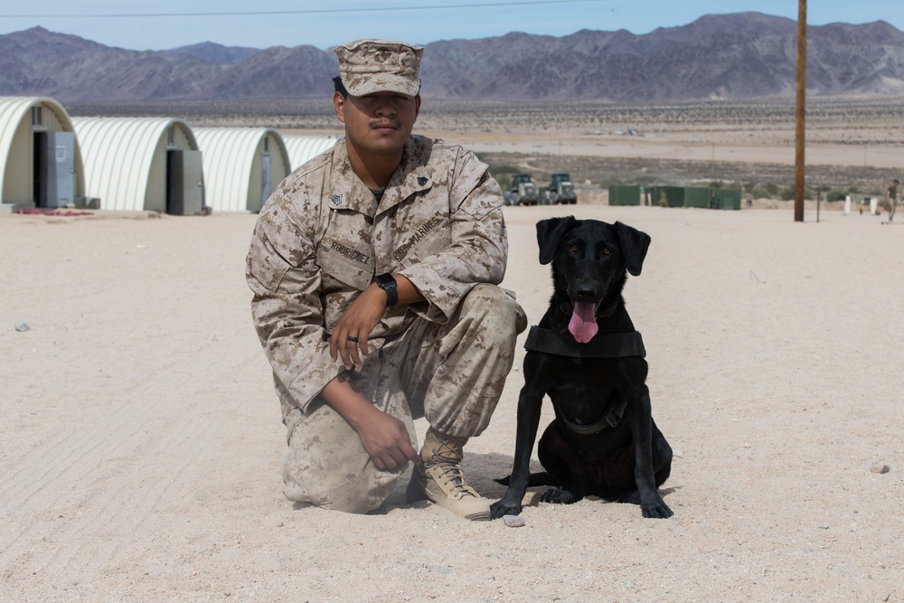 Man's best friend supports 2dMARDIV
