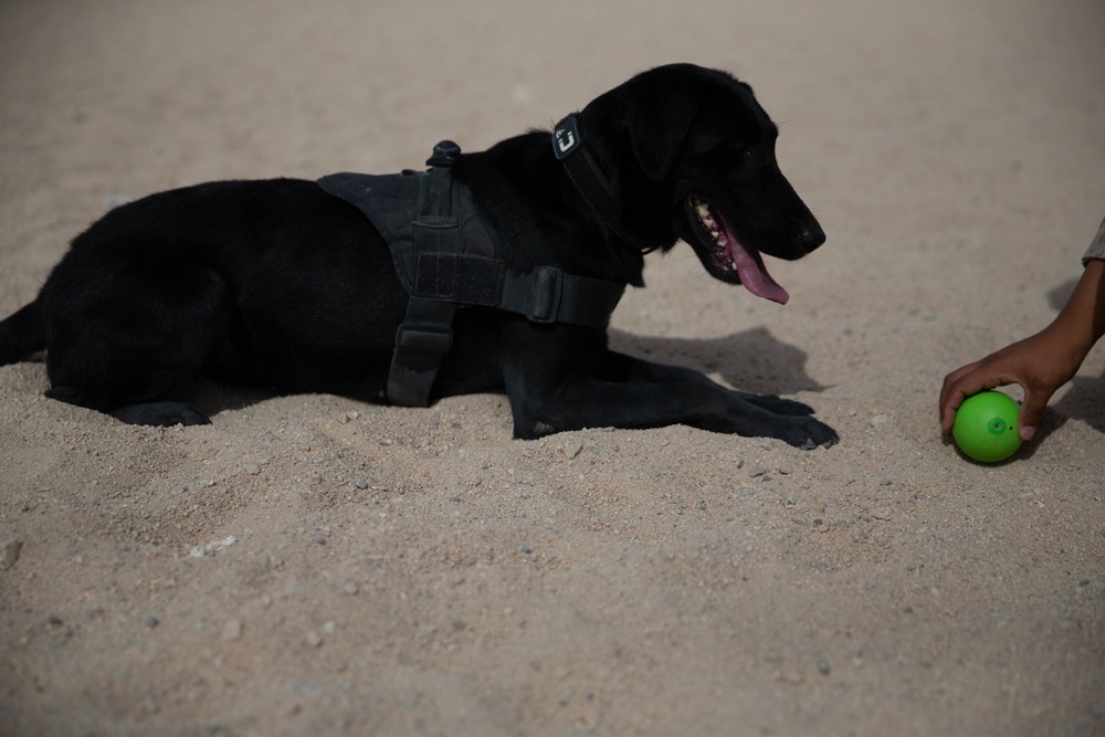 Man's best friend supports 2dMARDIV