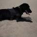 Man's best friend supports 2dMARDIV