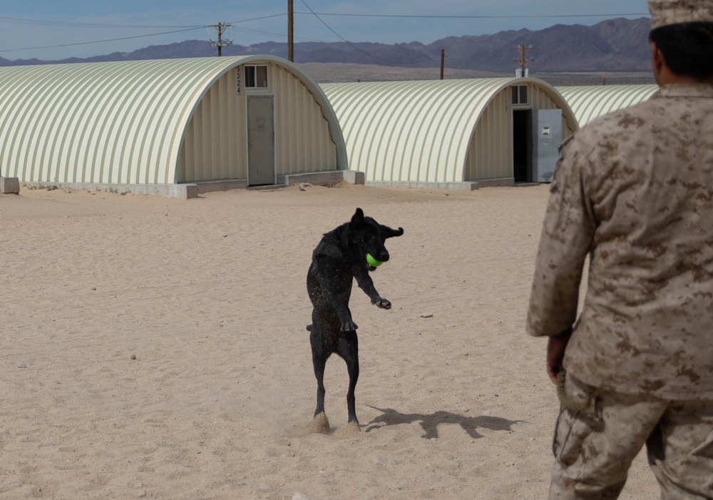 Man's best friend supports 2dMARDIV