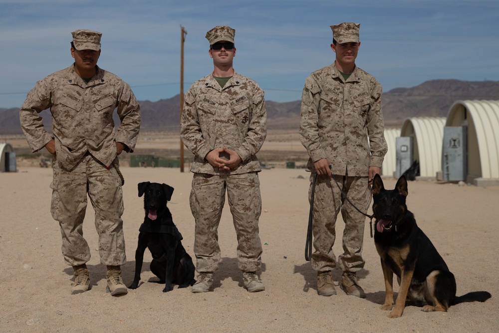 Man's best friend supports 2d MARDIV