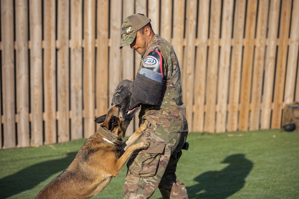 Military Working Dog Training