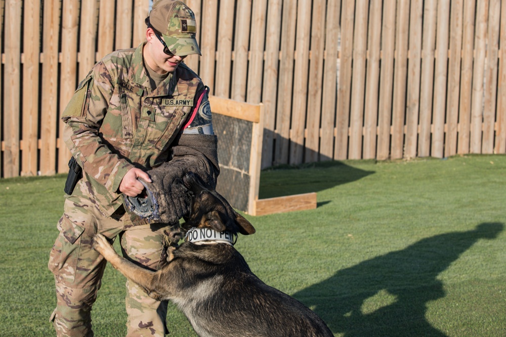 Military Working Dog Training