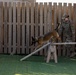 Military Working Dog Training