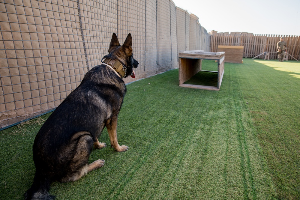 Military Working Dog Training