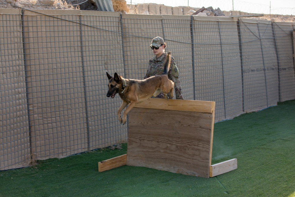 Military Working Dog Training