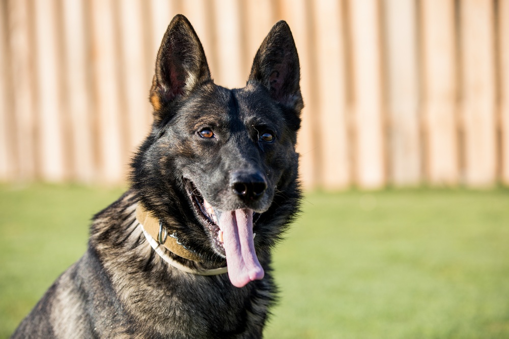 Military Working Dog Training