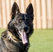 Military Working Dog Training