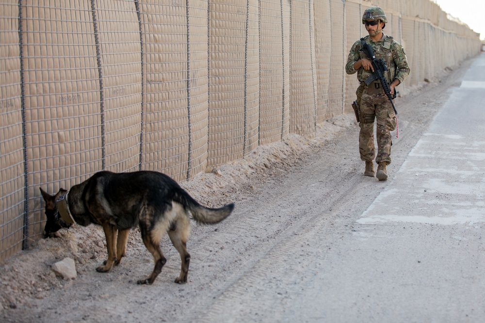 Military Working Dog Training